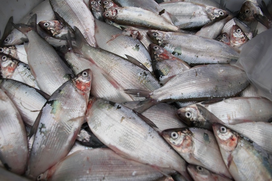 ���� ����� - 2023